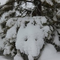 После снегопада. :: Венера Чуйкова