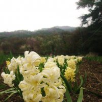 Первые весенние цветы. :: sav-al-v Савченко