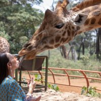 Поцелуй жирафа :: Andrey Vaganov