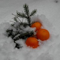 мандарины в снегу :: Владимир 