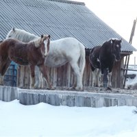 Зима... кони... 3 :: Светлана Рябова-Шатунова