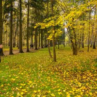 В октябрьском лесу... :: Владимир Жданов