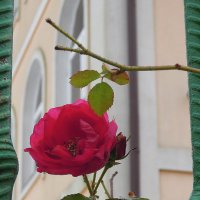 Ноябрьская роза... :: Тамара Бедай 