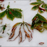 Листопад и снегопад :: Нина Бутко