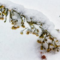 Занесенное снегом :: Юрий Стародубцев
