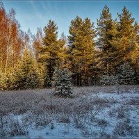 Первый день зимы 2018 № 4 :: Андрей Дворников