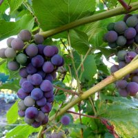 Дачный виноград :: Надежда 