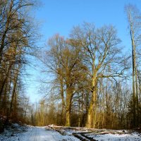 два старых деревьев и время – Зима :: Heinz Thorns
