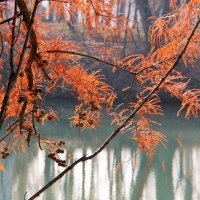 Осенняя красота. :: Лариса Исаева