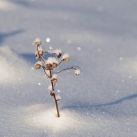 Зимние цветы, :: Вера Литвинова