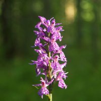 Северная орхидея - "кукушкины слёзки". :: Николай Зиновьев