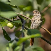 Птичка на яблоне. :: Юрий Харченко
