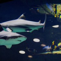 Панорамный аквариум в Мегакомплексе «ГРИНН» объемом в 120 000 литров. Обитает 12 видов рыб :: Надежд@ Шавенкова
