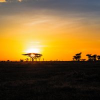 Рассвет в саванне...Танзания! :: Александр Вивчарик