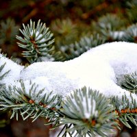 Снег и ёлка. :: Михаил Столяров
