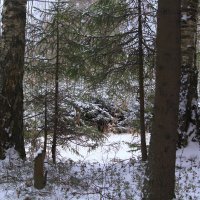 В зимнем лесу :: Татьяна Ломтева
