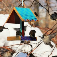 Покормите птиц зимой! :: Лариса Исаева