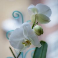 Орхидея :: Алексей Головин