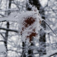 Во власти инея :: Милешкин Владимир Алексеевич 