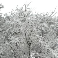 Снежный лес. :: nadyasilyuk Вознюк