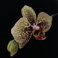 Моя орхидея :: Любовь 