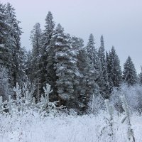 Снег и иней на деревьях :: Александр Щеклеин