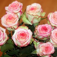 Мои розы. :: оля san-alondra