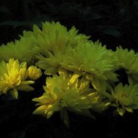 1. Цветы для любимого сайта ФотоКто :: Фотогруппа Весна