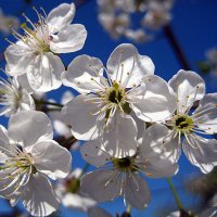 Цветение вишни. :: оля san-alondra