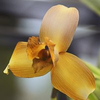 Из мира орхидей :: Nikolay Monahov