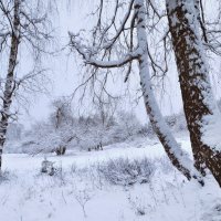 В зимнем саду... :: Станислав Иншаков