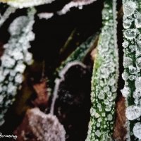 Морозная роса... Frosty dew... :: Сергей Леонтьев