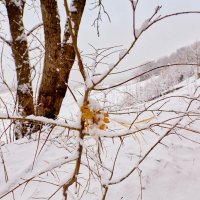 Первый снег :: Николай Николенко