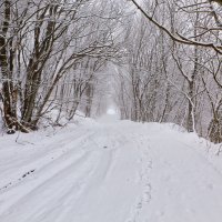 Снег в лесу :: Николай Николенко