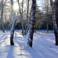 Зимний  лес :: Геннадий Супрун