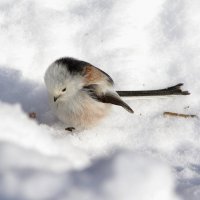 Ополовник... :: Юрий Куликов