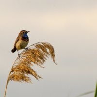 Luscinia svecica, варакушка :: Владимир M