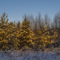 Деревца под снегом :: Сергей Цветков