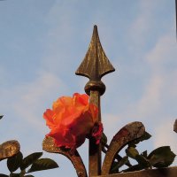Готическая роза :: Тамара Бедай 