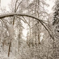 Подмосквье, зимний лес :: Владимир Брагилевский