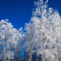 зима во всей красе. :: юрий макаров