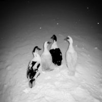 Утки на снегу :: Проніна Олена 