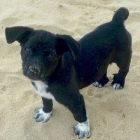 Пляжный щенок. :: Зоя Чария