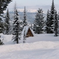 В тайге :: Алексей Мезенцев