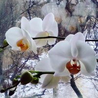 Снежные бабочки :: Alexander Varykhanov