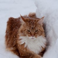 Что мне снег..... :: Татьяна Смирнова