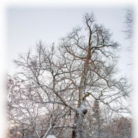 Этюд со старым дубом :: Сергей Тарабара