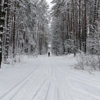 Зимний лес (из поездок по области) :: Милешкин Владимир Алексеевич 