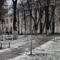 "Занесённые" снегом. :: barsuk lesnoi