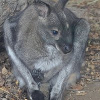 Ошеломлённый кенгуру. :: Штрек Надежда 